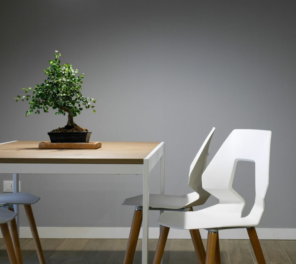 Asian bonsai zen