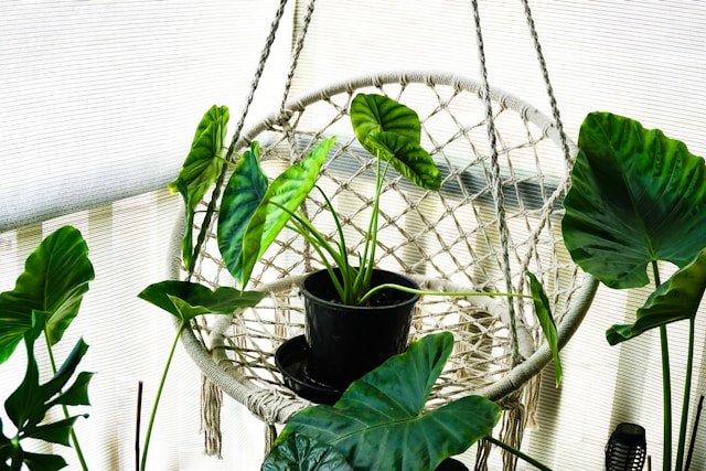 balcony gardening morning practice