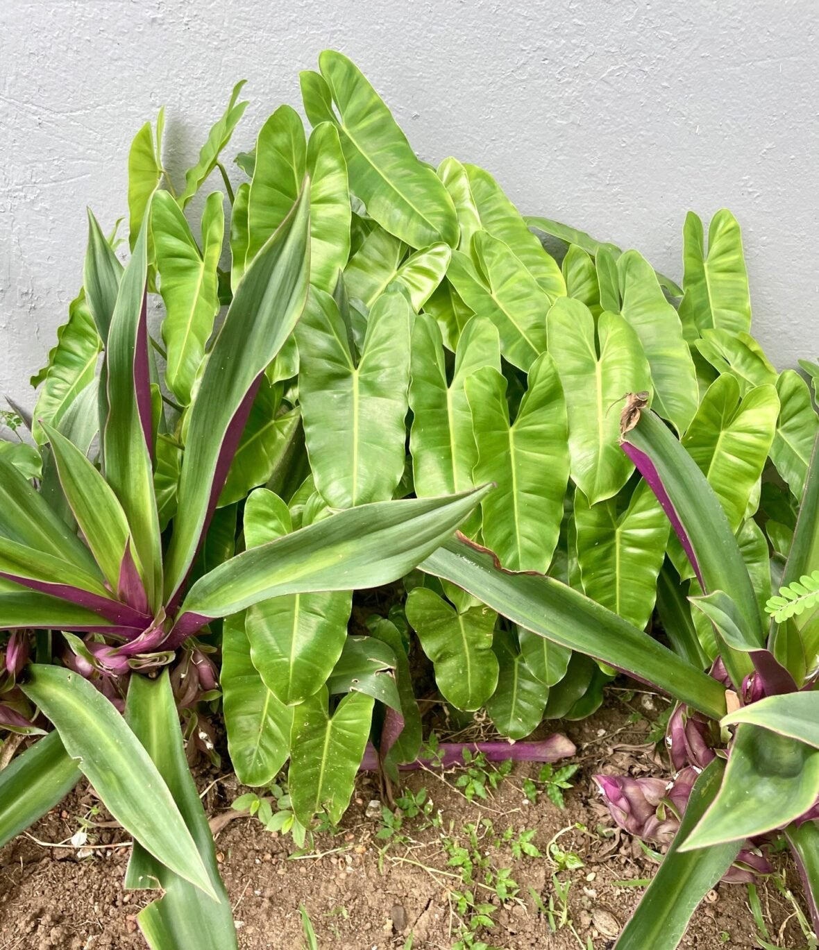 Philodendron to propagate