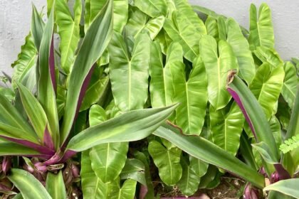 Philodendron to propagate